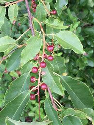 Image result for Black Cherry Prunus Serotina