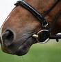 Image result for Horse Bits Snaffle