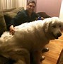 Image result for The Biggest Dog On Earth