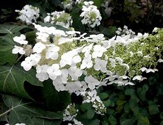 Image result for Hydrangea quercifolia Alice