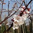 Image result for PRUNUS DOM. QUEEN VICTORIA