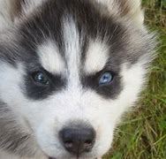 Image result for Cute Huskies Puppies