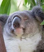 Image result for Koala Meme Blank