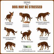 Image result for Stressed Dog Illustraion