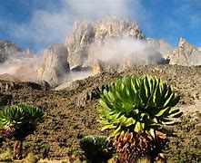 Image result for Mount Kenya Forest