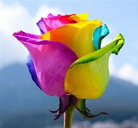 Image result for Rainbow Color Roses Different