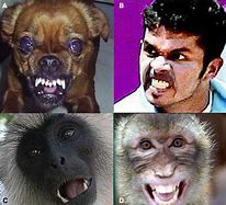 Image result for Indian Pic Cricket Funny