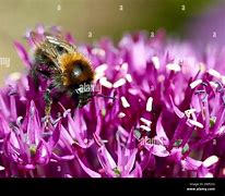 Image result for Largest Bees Megachile Pluto