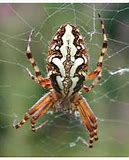 Image result for Big Ugly Spiders