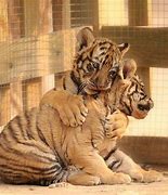 Image result for Cute Baby Tiger Love