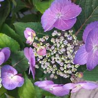 Image result for Hydrangea macrophylla Blueberry Cheesecake (r)