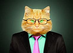 Image result for Business Suit Cat