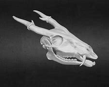 Image result for Chinese Water Deer Skull