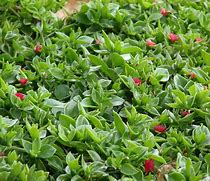 Image result for Green Red Apple Ground Cover