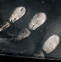 Image result for Forensic Science Fingerprints