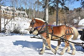 Image result for Chestnut Draft Horse