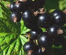 Image result for Ribes nigrum Wellington XXX