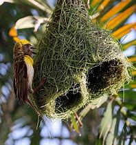 Image result for Bird Nest Sculpture