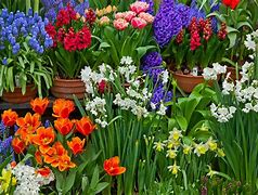 Image result for Flower Bulb Garden