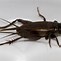 Image result for What Are Crickets a Sign Og