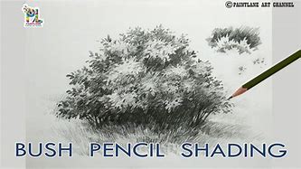 Image result for Bush Drawing Pencil