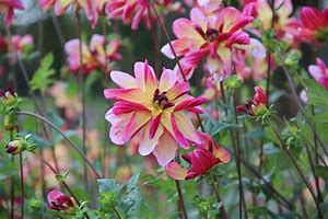 Image result for Dahlia Dark Butterfly