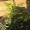 Image result for Dryopteris affinis Cristata the King