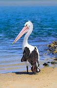 Image result for Cute Pelican