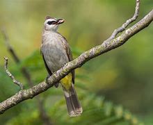 Image result for Yellow-vented Bulbul
