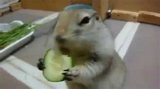 Image result for Funny Animals Cucumber