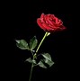 Image result for Red Rose On Black