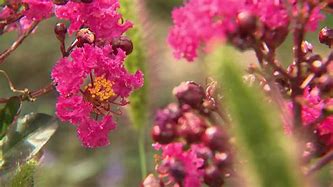 Image result for Lagerstroemia indica Rhapsody in Pink