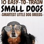 Image result for Smart Small Dog Breeds