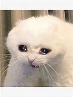 Image result for Crying Cat Meme Phone