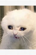 Image result for Cat Crying Meme Covering Up