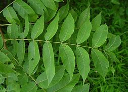 Image result for juglans_nigra