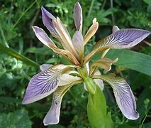 Image result for Iris foetidissima White Seeded