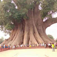 Image result for Tallest Biggest Tree in the World