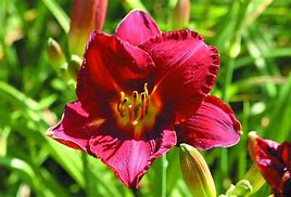 Image result for Hemerocallis James Marsh