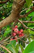 Image result for Jamaican Apple