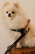 Image result for Pomeranian Collar