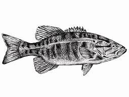 Image result for Bass Drawing Black and White