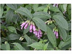 Image result for Chelonopsis moschata