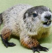 Image result for Cute Groundhog