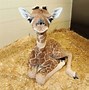 Image result for Top 10 Best Baby Animals