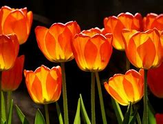 Image result for Orange Tulips