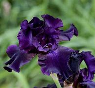 Image result for Iris Superstition (Germanica-Group)