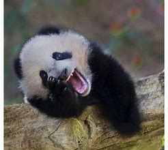 Image result for Panda in School Laughing