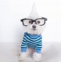 Image result for Hipster Puppy