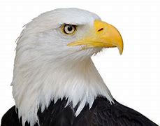 Image result for iMac Eagle Backround Yellow